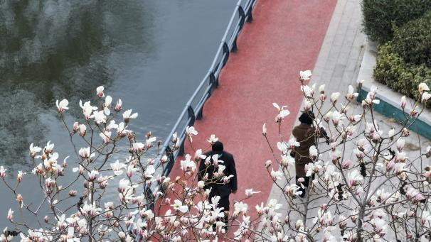 春染枝頭綠 花映兗州城