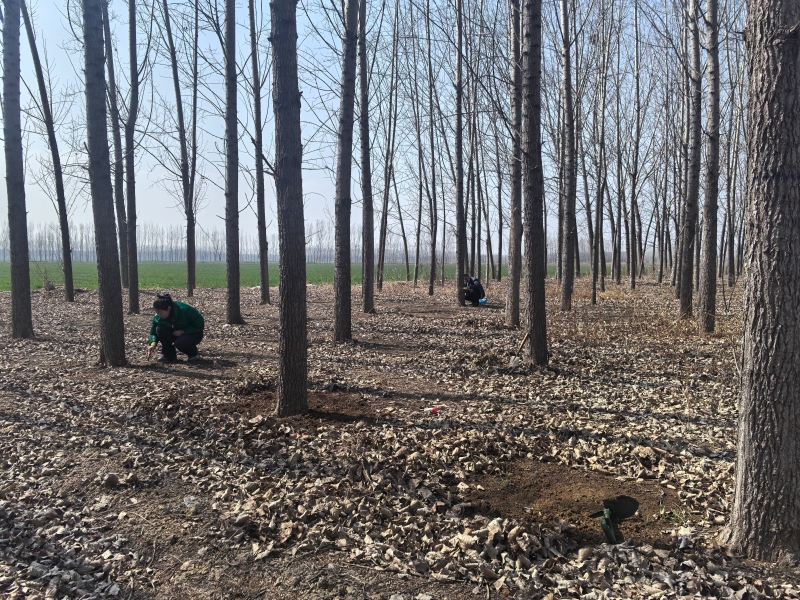 區自然資源局積極開展林業病蟲害越冬基數調查工作